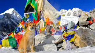 Perro abandonado en basurero es el primero en escalar el monte Everest