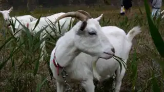 Japón: reemplazan máquinas ruidosas por cabras para podar césped