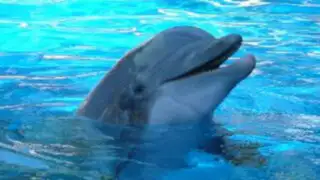 VIDEO: Delfín masturbándose con un pez muerto causa polémica en Internet