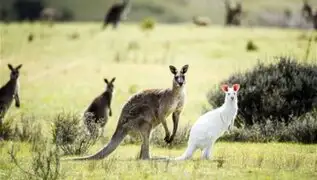 Logran avistar un canguro albino en Australia