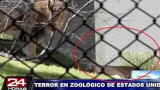 León mata a leona frente a visitantes de zoológico en Estados Unidos