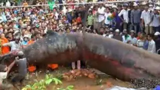 VIDEO: ‘Monstruo’ de Camboya se convierte en nuevo viral de Internet