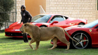 FOTOS: millonario árabe causa polémica por su afición a los animales silvestres