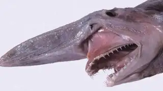 Canadá: hallazgo de excepcional pez de nariz larga sorprendió al mundo