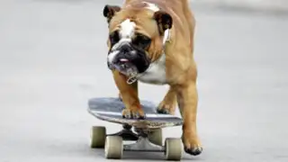 Biuf: el famoso can skater presenta escuela de perrunos
