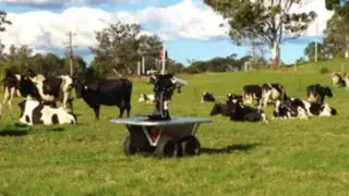 Australia: crean a robot que arrea a las vacas lecheras