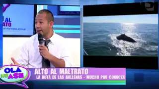‘Alto al Maltrato’: contaminación plástica en el mar sigue matando ballenas