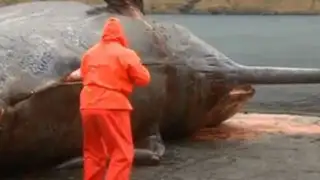 VIDEO: enorme ballena muerta explota cuando era examinada por un biólogo