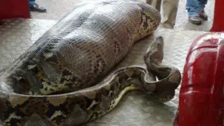 Impactante: Anaconda devora a un hombre borracho afuera de una cantina