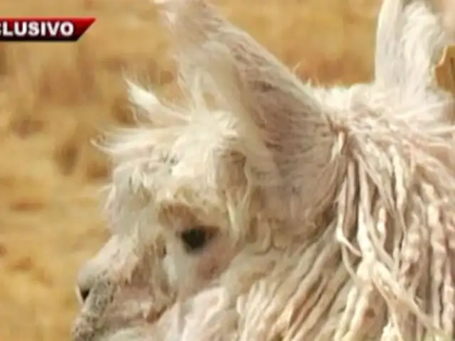 De fibra imperial: la alpaca suri conquista el mundo desde Puno