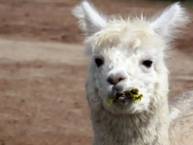 Francia: jóvenes ebrios roban una llama y la pasean por tranvía