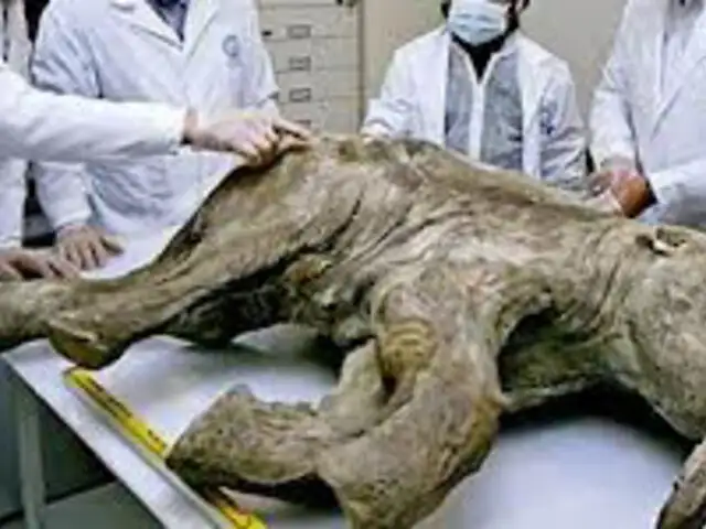 Siberia: hallan mamut de 39 mil años en perfecto estado de conservación