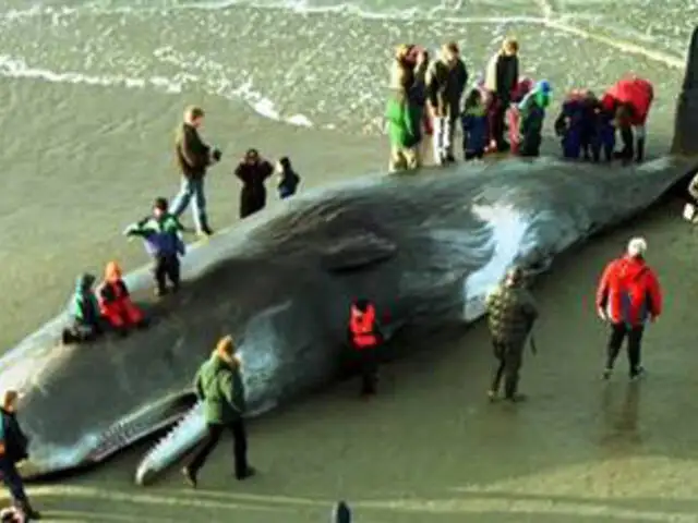 Holanda: hallan ballena muerta con más de 20 kilos de plástico en su estómago