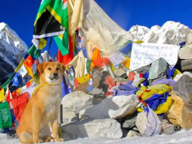 Perro abandonado en basurero es el primero en escalar el monte Everest