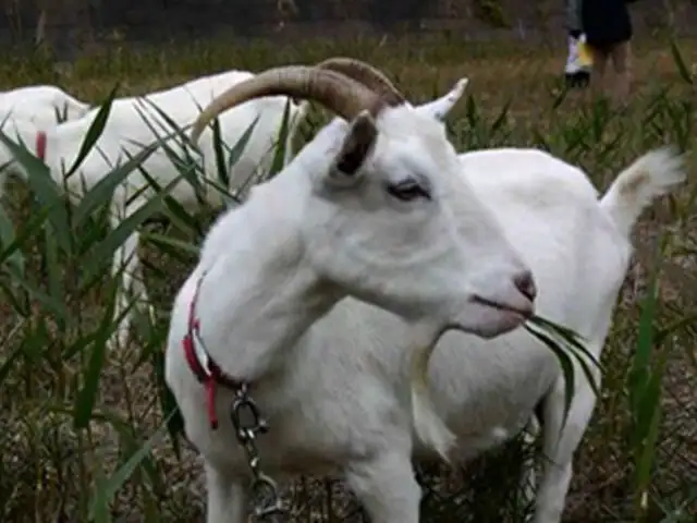 Japón: reemplazan máquinas ruidosas por cabras para podar césped