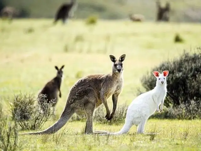 Logran avistar un canguro albino en Australia