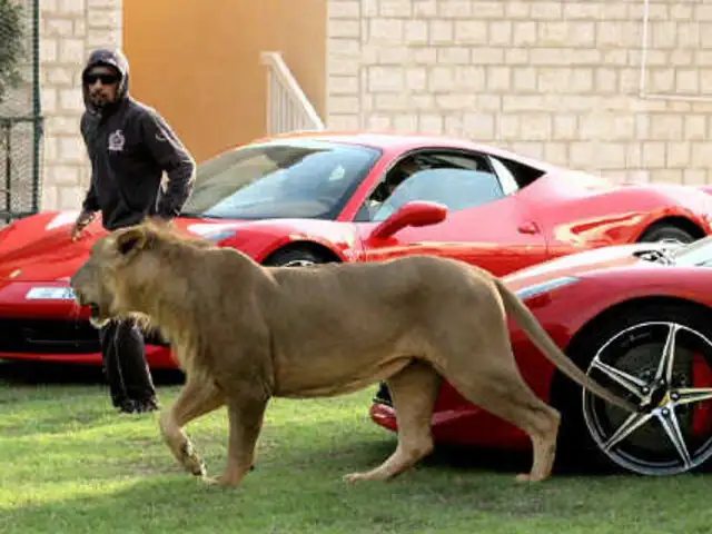 FOTOS: millonario árabe causa polémica por su afición a los animales silvestres