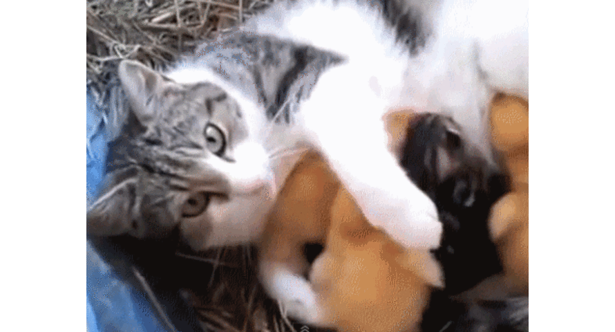 VIDEO: gata que protege a patitos sigue causando sensación en Internet