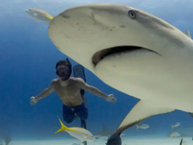 Osado turista arriesga su vida y abraza a un tiburón