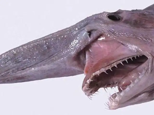 Canadá: hallazgo de excepcional pez de nariz larga sorprendió al mundo