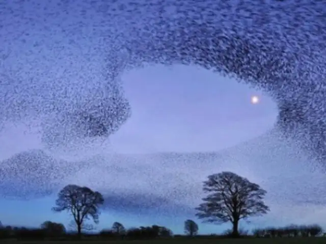 FOTOS: el mágico instante en el que captan el vuelo de más de 100 mil pájaros juntos