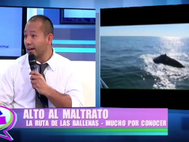 ‘Alto al Maltrato’: contaminación plástica en el mar sigue matando ballenas