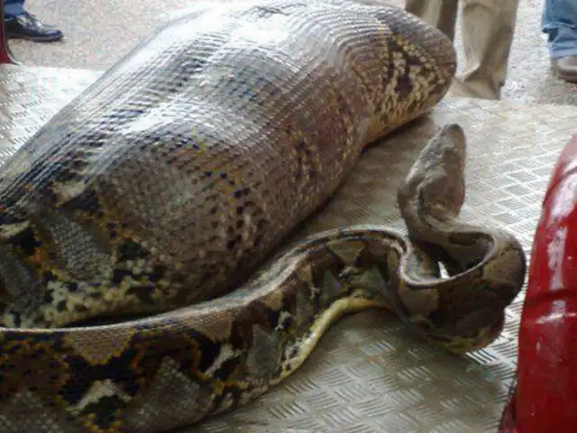 Impactante: Anaconda devora a un hombre borracho afuera de una cantina