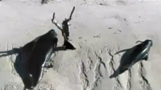 EEUU: aparecen 40 ballenas varadas en las costas de Florida