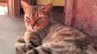 Vida de gatos: historias de felinos que se convirtieron en el mejor amigo del hombre