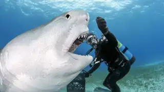 FOTOS: audaz buzo da de comer a peligrosos tiburones de su propia mano