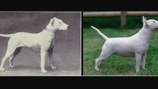 FOTOS: así han evolucionado algunas razas de perro en los últimos 100 años