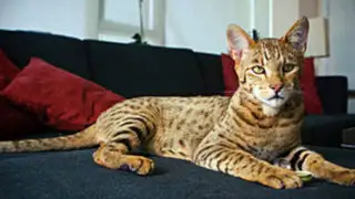 Su precio en oro: los Ashera son los gatos más caros del mundo