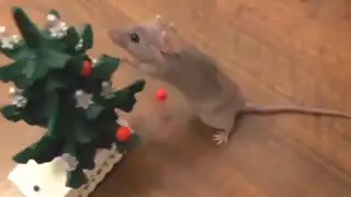 Tierno viral de YouTube: pequeño ratón ‘enseña’ a decorar árbol de Navidad