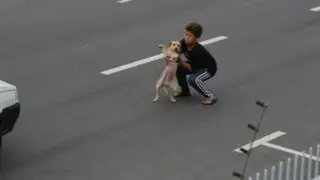 FOTOS: heroico niño arriesga su vida para salvar a un perro de ser atropellado