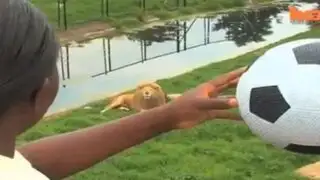 VIDEO: conoce al feroz león cuya debilidad son los balones de fútbol