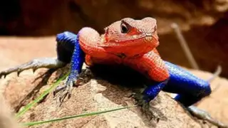 África: lagarto asombró al mundo por su gran parecido a Spiderman