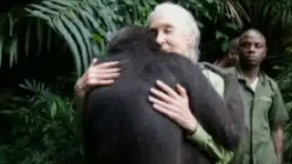 Congo: científica Jane Goodall protagoniza tierna despedida con un chimpancé