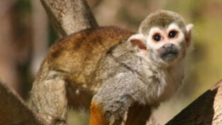 Vida de monos: el drama de sobrevivir al tráfico de especies