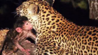 VIDEO: "conmovido" leopardo  adopta a monito tras matar a su madre