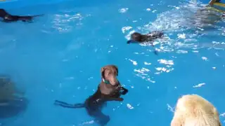 ¿Todos los perros son excelentes nadadores? Este video demuestra que no