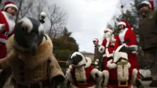 "Pingüinos Noel" causaron sensación en parque de diversiones en Corea del Sur