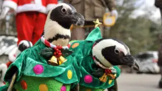 FOTOS: Pingüinos se visten de Papá Noel para desfile navideño en Corea del Sur