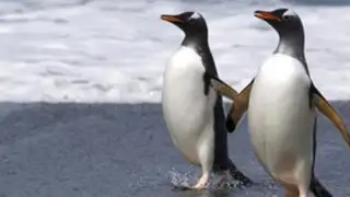 Una pareja de Pingüinos 'gay' causa furor en zoológico de Israel