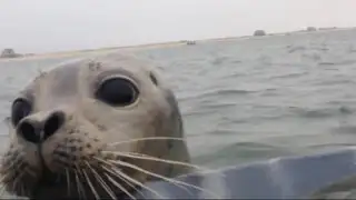 VIDEO: conmovedora acción de foca bebé para evitar que maten a patos