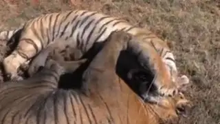 VIDEO: el violento duelo de dos tigres de bengala en Sudáfrica