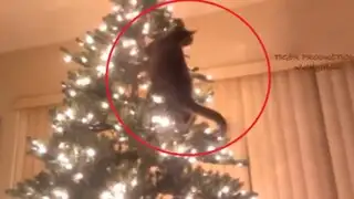 VIDEO: parece que estos gatitos odian la Navidad