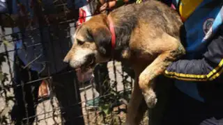 Apareció la dueña del perro ‘Yuyito’ rescatado en la Costa Verde