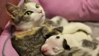 Gata adopta a pitbull cachorro y lo amamanta como si fuera una de sus crías