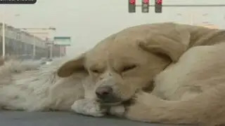 Amigo fiel: un perro se niega a abandonar el cadáver de su compañero atropellado