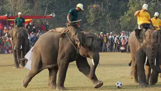 Elefantes disputan un partido de fútbol en tradicional fiesta en Nepal